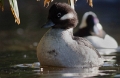 Buffelkopeend ( female ) 2012 - 04